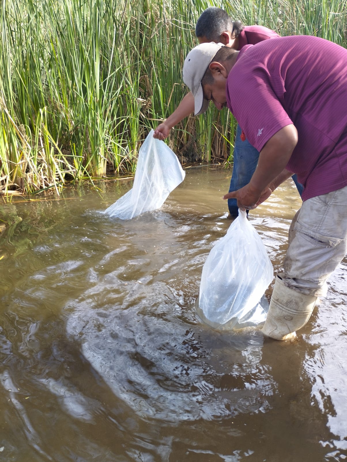Apoya IAES en producción sustentable a Cooperativa Acuícola Yaqui